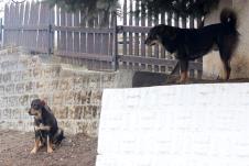 0602 petar aleksic (6).JPG