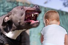 pitbul 3.jpg