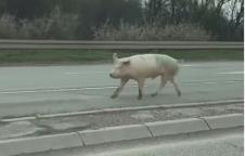 valjevo_live.jpg