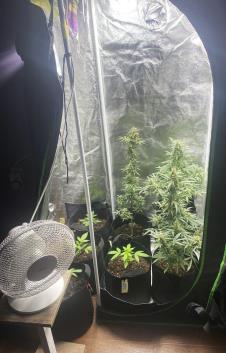 MArihuana NS.jpg