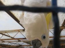 Titov papagaj Koki 5.png