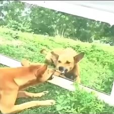 životinje reaguju na odraz u ogledalu 5.png