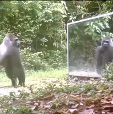 životinje reaguju na odraz u ogledalu 4.png