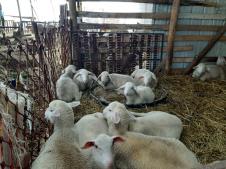 jezdimirovic ovce.jpg