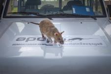 x EPA Maria Anna Caneva Saccardo Cat.jpg