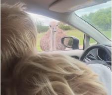 Boris Džonson 4.png