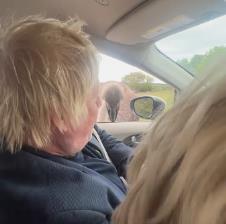 Boris Džonson 2.png
