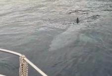 morski pas Istra.png