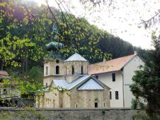 LOZNICA - Tronoša starija od 700 godina.JPG