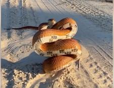 zmija pozira za kameru 2.png