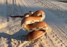 zmija pozira za kameru 3.png