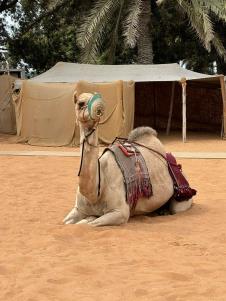 ABUDABI12.jpg