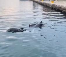 2025-04-17 10_04_23-Nikana.gr🔹Letovanje u Grčkoj _ Delfini danas zabavili solunjane 😍 Kakav prizor.png