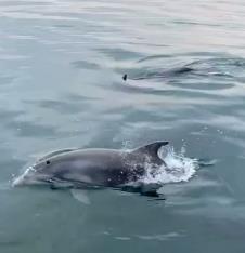 2025-04-17 10_03_37-Nikana.gr🔹Letovanje u Grčkoj _ Delfini danas zabavili solunjane 😍 Kakav prizor.png