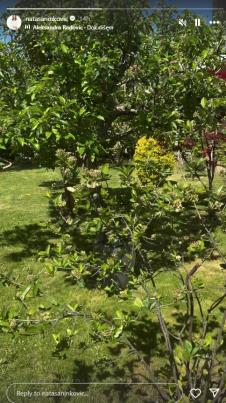 Nataša Ninković 4.png