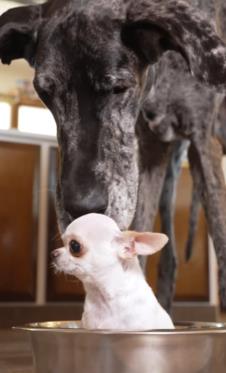 Sreli se najveći i najmanji pas na svetu