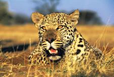 leopard.jpg