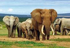 slonovi.jpg