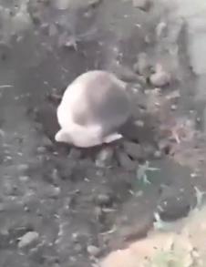 2025-05-15 07_18_52-WarTranslated on X_ _Punishment methods for “500th” among Russian troops continu.png