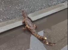 krokodil 2.jpg