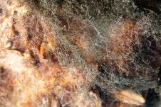 Aspergillus fumigatus+.jpg