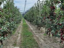 FOTO UIKS, ekonomija OZ Smederevo.jpg