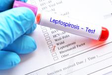 leptospiroza shutterstock_1154997067.jpg