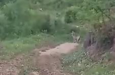vuk Prijepolje