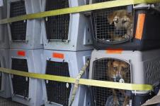 x AP Olivia Ross.jpg