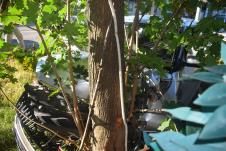 Zakucao se u drvo foto s.u.(1).JPG