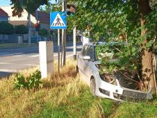 Zakucao se u drvo foto s.u..jpg