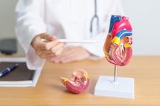 srce shutterstock_2467539185.jpg