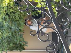 Majka Milice Todorović.jpeg