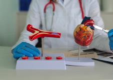 lekar u belom mantilu pokazuje skalpelom na model ljudskog srca koji stoji na stolu pored modela aorte