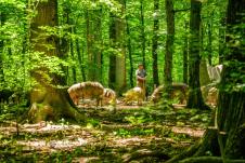 Bosutska šuma 1.jpg