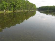 Bosutska šuma 2.jpg