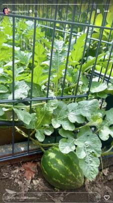 Dvorište Sonje Lazetić puno lubenica