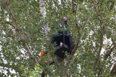 Postavljanje kutije za stepske sokolove, foto Uroš Stojiljković.png