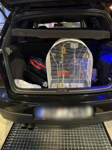 Pokušaj krijumčarenja Zlatnog papagaja