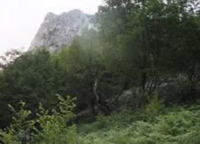 tresnjica.jpg