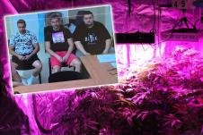 marihuana.jpg
