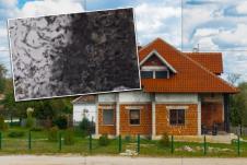 mravinjak3.jpg