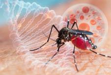 komarac virus zapadnog nila
