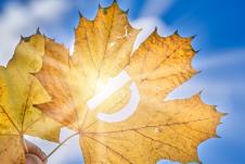 požuteli list na suncu na kome piše (vitamin) D