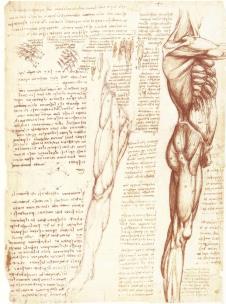 Leonardo_da_Vinci_-_Anatomiestudien_Die_Muskulatur_des_Rumpfes_und_der_Beine_-_(MeisterDrucke-686551).jpg