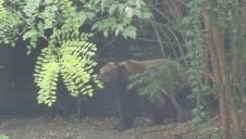 17584478361746868188167647580016739745941215837_1657711050medvedfotorina_ff.jpg