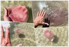 ogromne ružičaste meduze (drymonema larsoni)