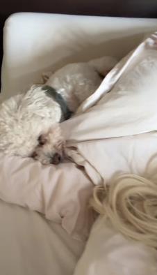 Jelena Karleuša u krevetu