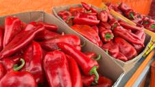 Crvena paprika