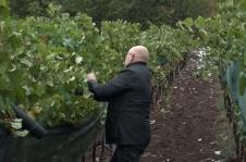 vinogradi